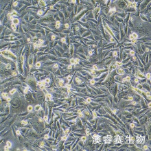 A375 人黑色素瘤细胞