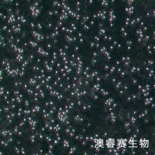 Mo7e 人巨细胞白血病细胞