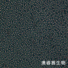 OCI-AML3 人急性髓细胞性白血病细胞系