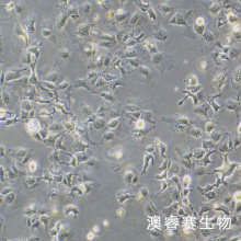 Hep3B 人肝癌细胞