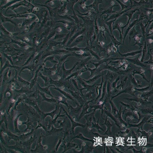 MA104（罗猴胎肾细胞）