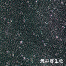 HMC 人肾小球系膜细胞