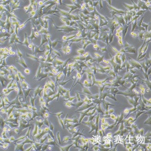 WRL68 人正常肝细胞