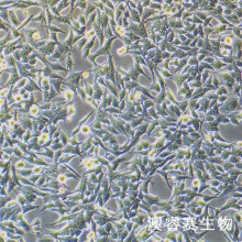 WRL68 人正常肝细胞