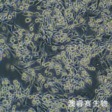 LA795 小鼠肺腺癌细胞