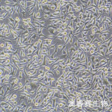 DRG 大鼠背根神经节细胞