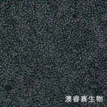 DRG 大鼠背根神经节细胞