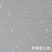 HTMC 人眼小梁网细胞