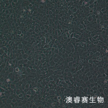 SRA01/04 人晶体上皮细胞永生系