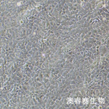 SRA01/04 人晶体上皮细胞永生系