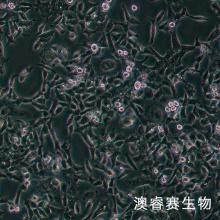 HCC1806 人乳腺鳞状癌细胞（三阴性）