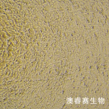 AC16 人心肌细胞