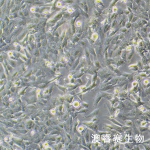 AC16 人心肌细胞