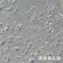 C166 小鼠血管内皮细胞