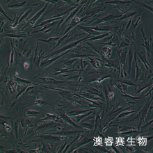 CCD18Co 正常人结肠组织细胞