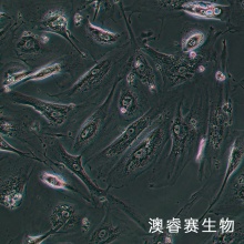 CCD18Co 正常人结肠组织细胞