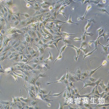 MDCK-II 犬肾细胞