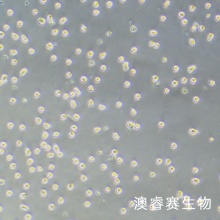 Mono Mac 6 人急性单核细胞白血病细胞