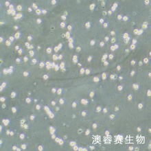 Mono Mac 6 人急性单核细胞白血病细胞