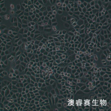 IOSE-80 人正常卵巢上皮细胞系