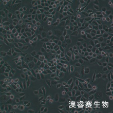 IOSE-80 人正常卵巢上皮细胞系