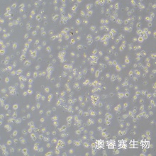 MEC-1 人慢性B细胞白血病细胞