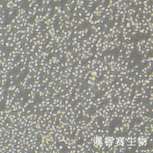 MEC-1 人慢性B细胞白血病细胞