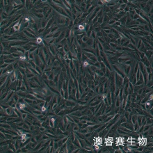 THLE-2 人正常肝细胞