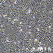 THLE-2 人正常肝细胞