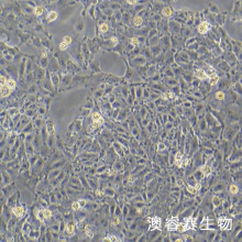 IPEC-J2 猪小肠上皮细胞