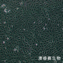 IPEC-J2 猪小肠上皮细胞