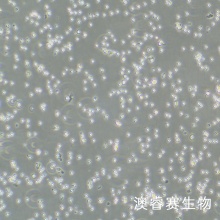 PBMC 人原代外周血单个核细胞