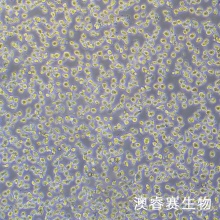 PBMC 人原代外周血单个核细胞