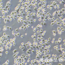 HEEC 人正常食管上皮细胞