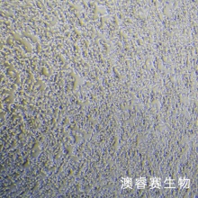 SNU398 人肝癌细胞