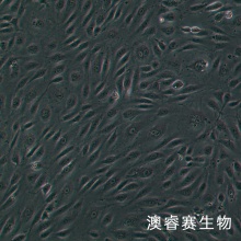 HRGEC 人肾小球内皮细胞