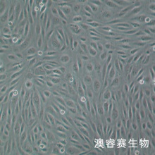 HRGEC 人肾小球内皮细胞