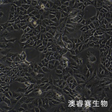 NTERA-2 cl.D1 人睾丸癌细胞