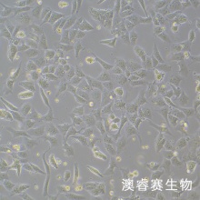 NTERA-2 cl.D1 人睾丸癌细胞