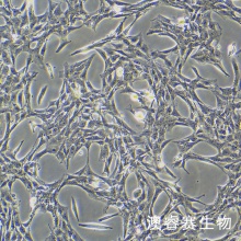 OLN-93 大鼠少突胶质前体细胞