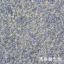 OLN-93 大鼠少突胶质前体细胞