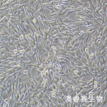 MOVAS 小鼠主动脉血管平滑肌细胞