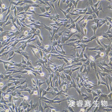 MOVAS 小鼠主动脉血管平滑肌细胞