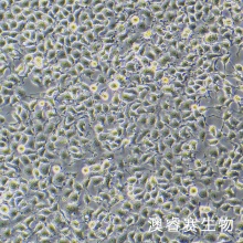 EpH4-Ev 小鼠乳腺上皮细胞