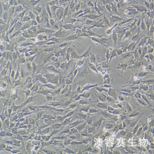 KGN 人卵巢颗粒细胞