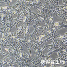 B104 大鼠神经母细胞瘤细胞