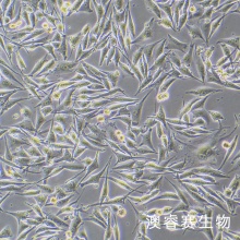 SK-MEL-28 人恶性黑色素瘤细胞