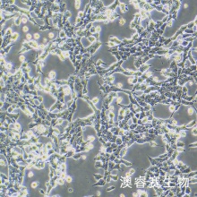 MN9D 小鼠中脑多巴胺能神经元细胞