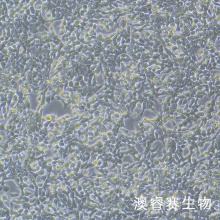 MN9D 小鼠中脑多巴胺能神经元细胞