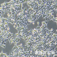 Lentil-X293T 人肾上皮细胞系